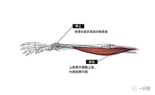 提升手腕力量的关键：了解并锻炼三块肌肉，增强手腕强度